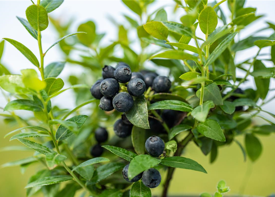 Heidelbeere, Blaubeeren Vaccinium BrazelBerry ® 'Berry Bux'