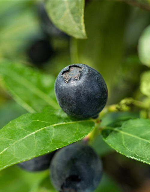 Heidelbeere, Blaubeeren Vaccinium BrazelBerry ® 'Berry Bux'