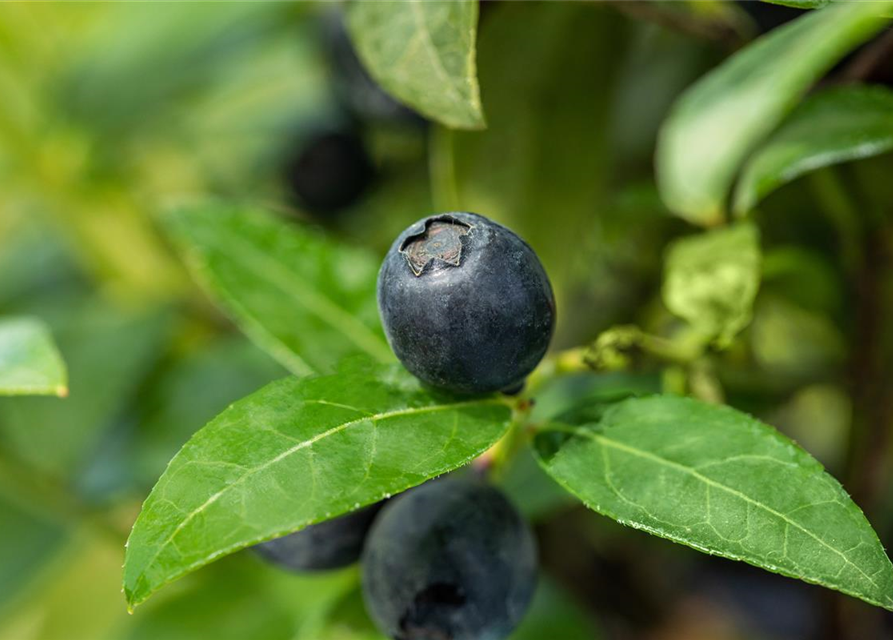 Heidelbeere, Blaubeeren Vaccinium BrazelBerry ® 'Berry Bux'