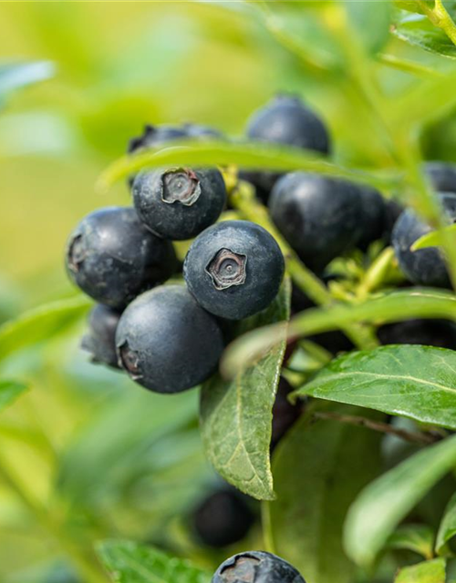 Heidelbeere, Blaubeeren Vaccinium BrazelBerry ® 'Berry Bux'