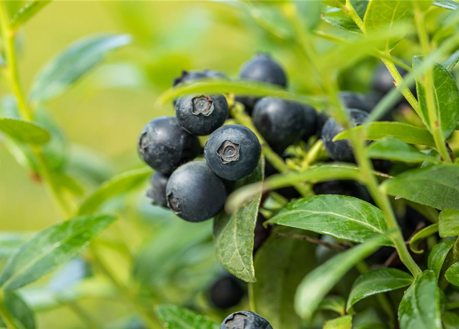 Heidelbeere, Blaubeeren Vaccinium BrazelBerry ® 'Berry Bux'