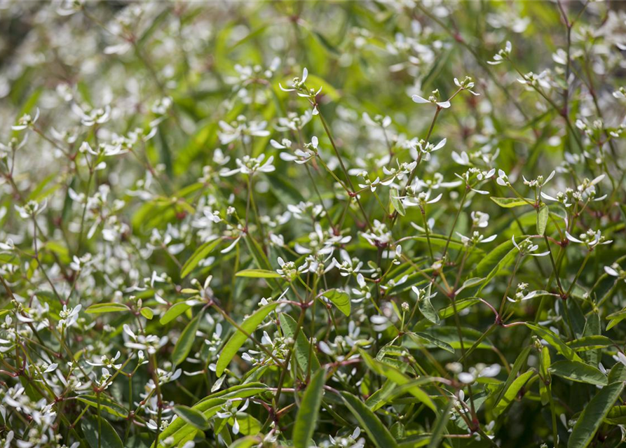 Zauberschnee