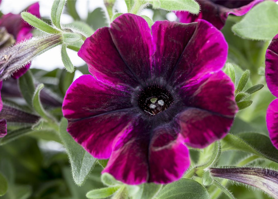 Petunia Hybride Suzie Storm 