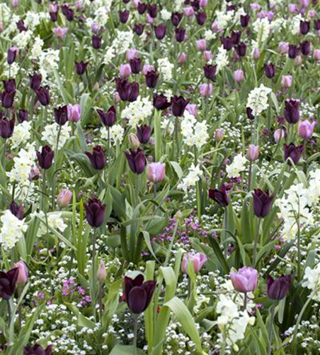 Tulpe Angelique 