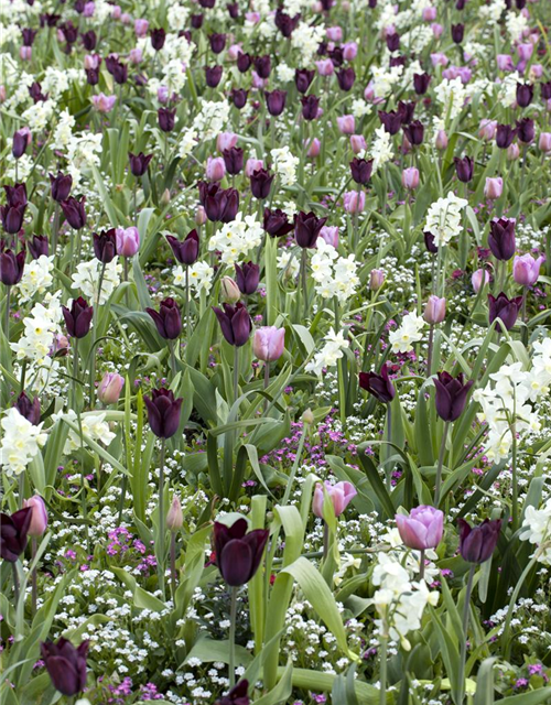 Tulpe Angelique 