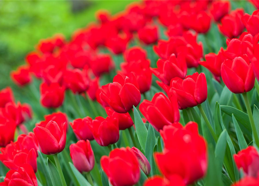 Tulp Ile de France 