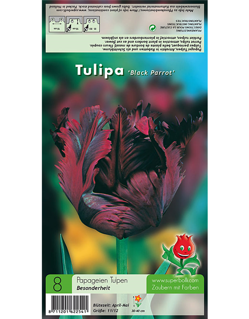 Tulpe Black Parrot 