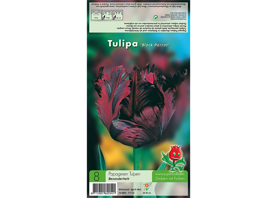 Tulpe Black Parrot 