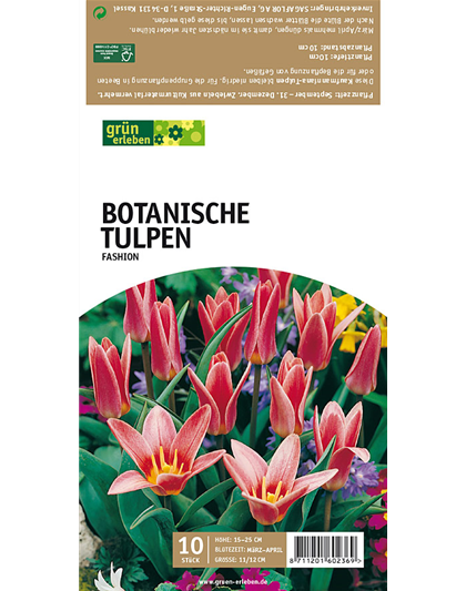 Tulpe Fashion Kaufmanniana lachs-rosa