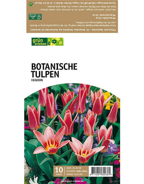 Tulpe Fashion Kaufmanniana lachs-rosa