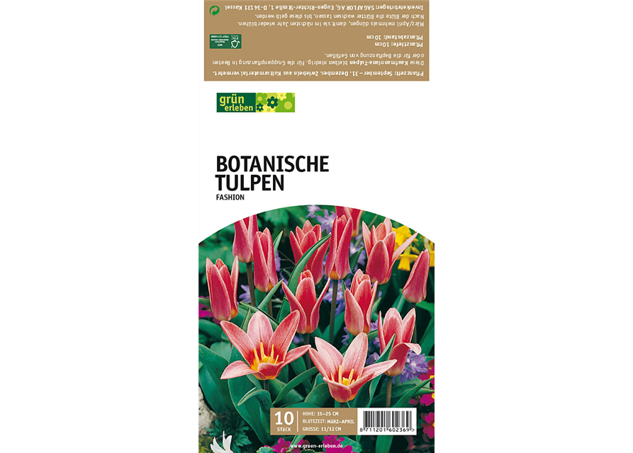 Tulpe Fashion Kaufmanniana lachs-rosa