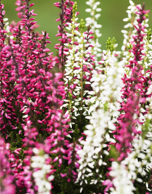 Calluna Knospenheide