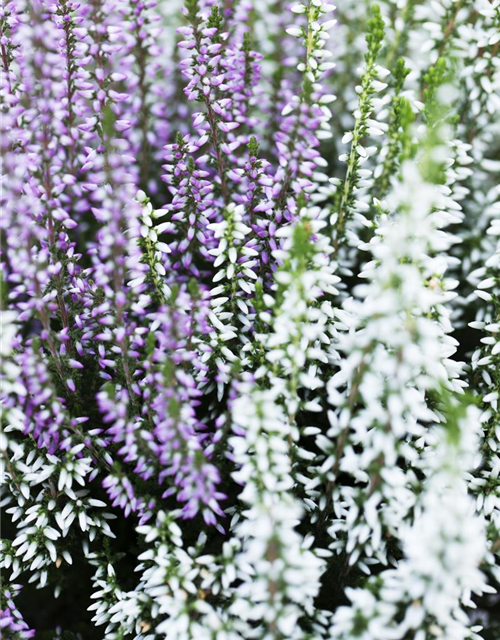 Calluna Knospenheide