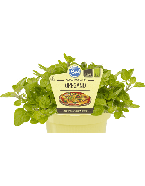 BLU Oregano 