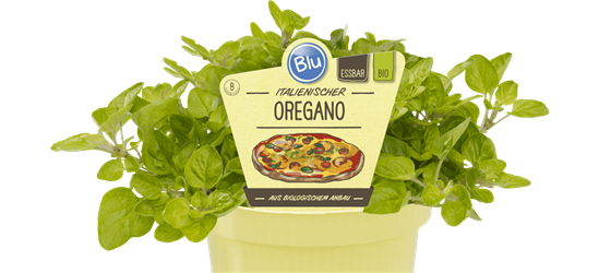 BLU Oregano 