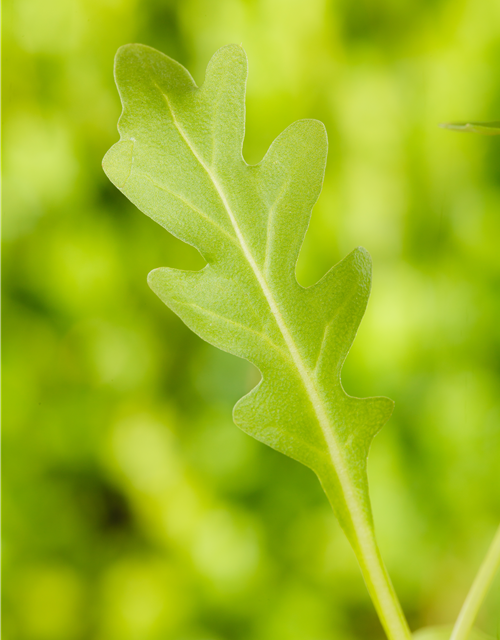 BLU Rucola winterhart 