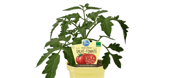 BLU Salat Tomate Rose Crush