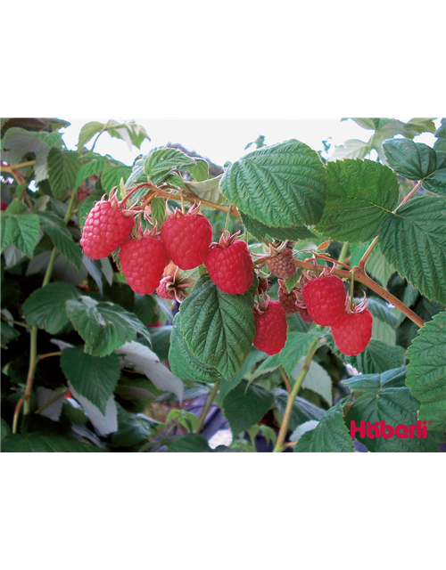 Häberli Sommerhimbeere – virusfrei