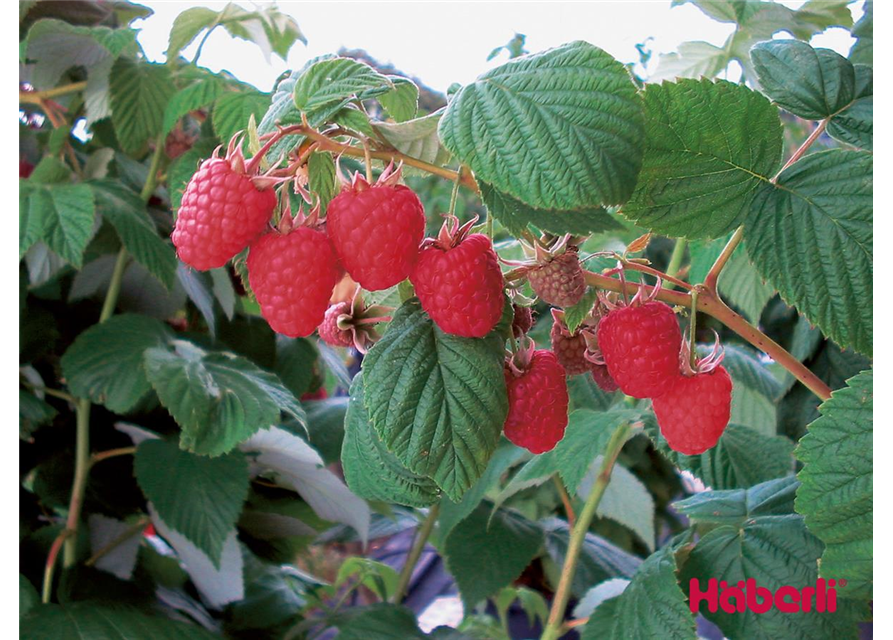 Häberli Sommerhimbeere – virusfrei