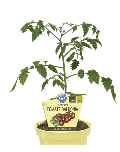 BLU Tomate Balkonia 