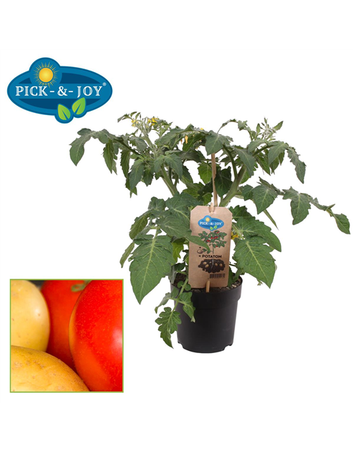 Pick+Joy Potatom Tomate veredelt auf Kartoffel