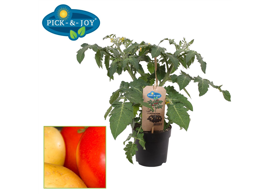 Pick+Joy Potatom Tomate veredelt auf Kartoffel