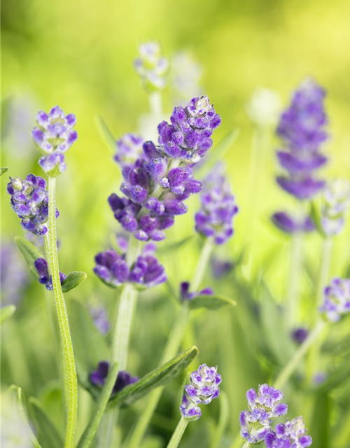 Lavendel Duft der Provence