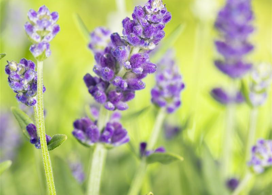 Lavendel Duft der Provence