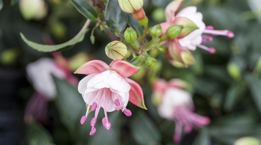 Fuchsia 'Patio Princess'