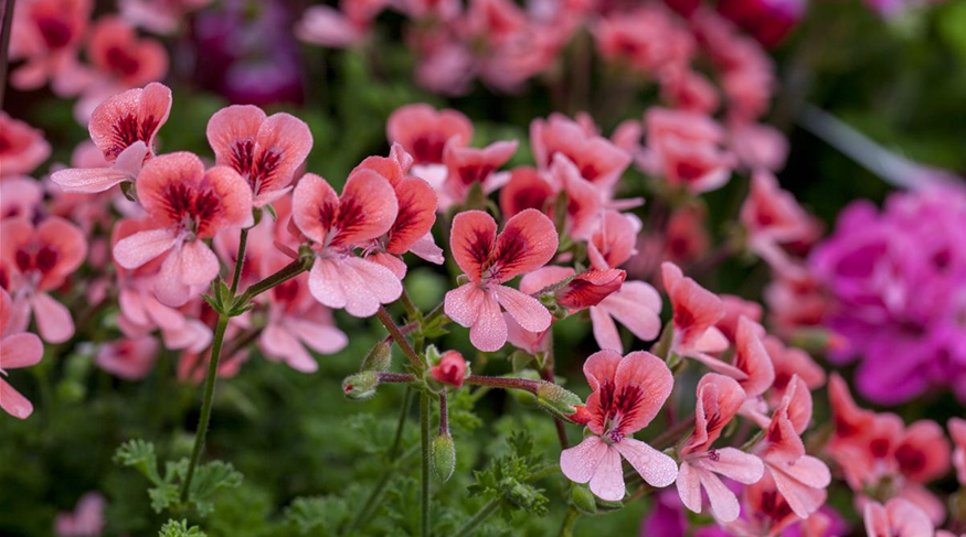 Pelargonium