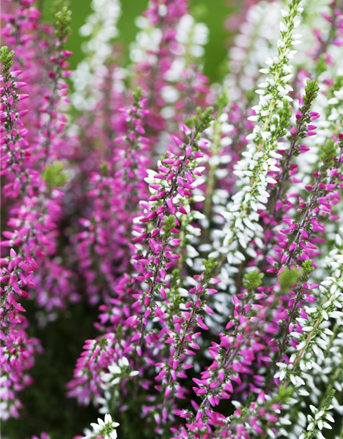 Calluna Knospenheide