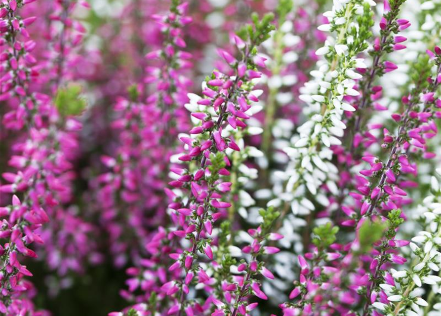 Calluna Knospenheide