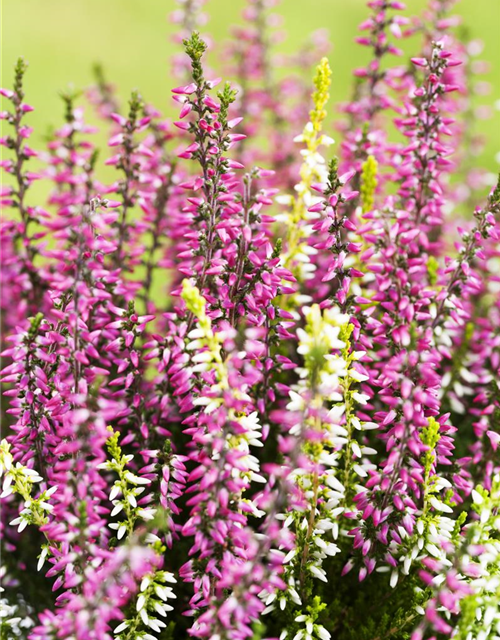 Calluna Knospenheide