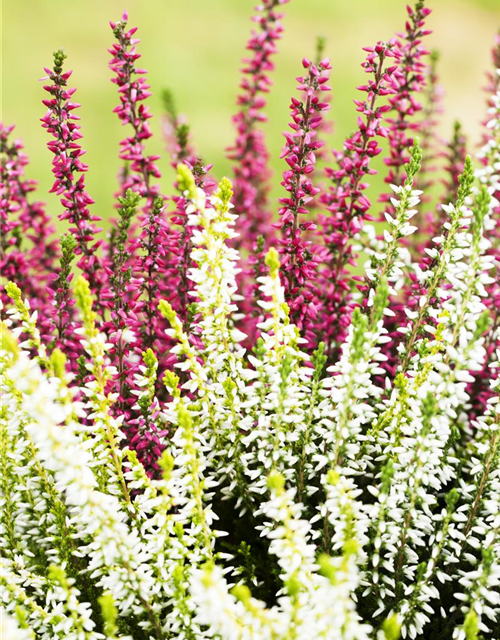 Calluna Knospenheide