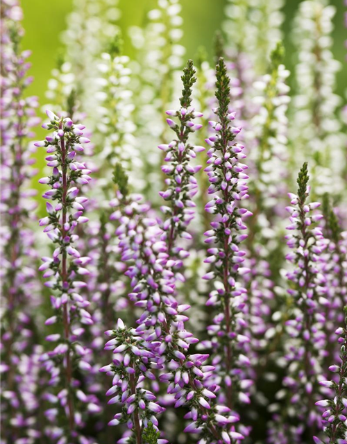 Calluna Knospenheide