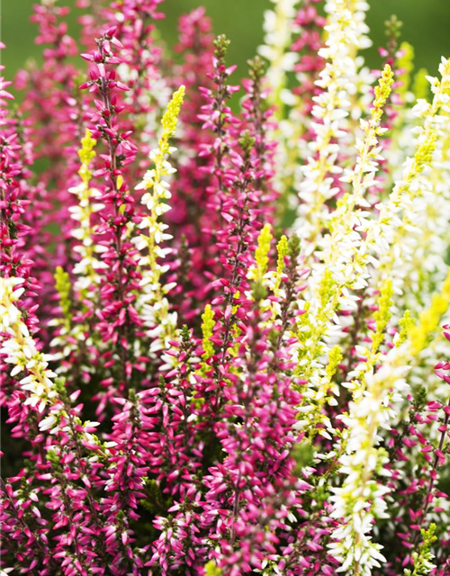 Calluna Knospenheide