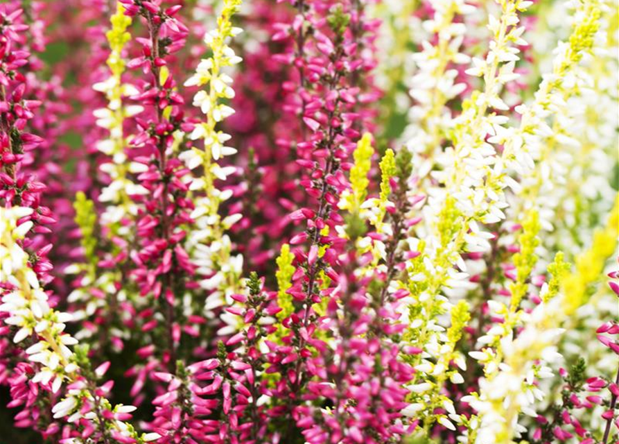 Calluna Knospenheide