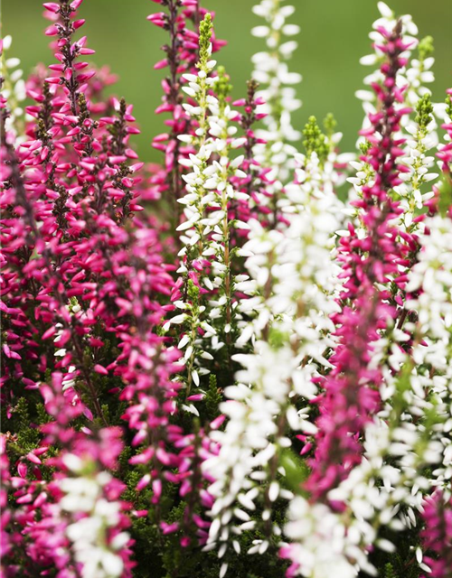 Calluna Knospenheide