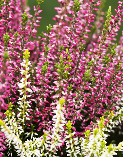 Calluna Knospenheide