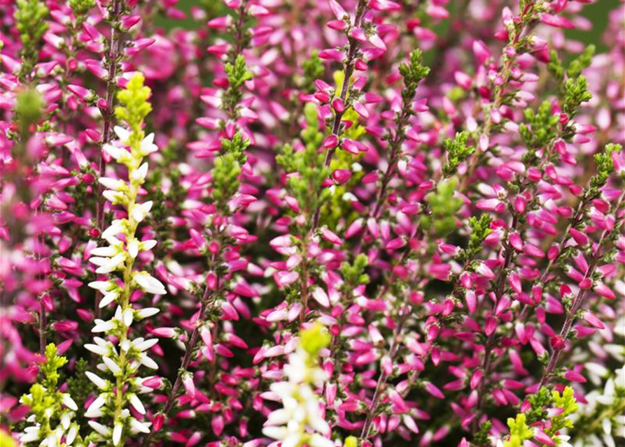 Calluna Knospenheide