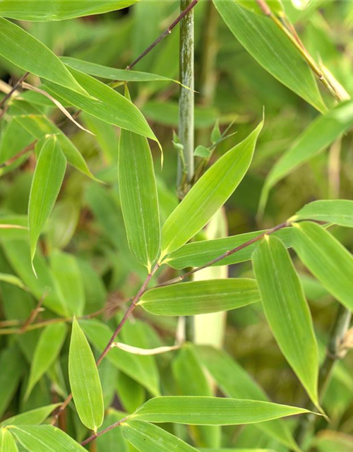 Fargesia murielae 'African Bamboo`