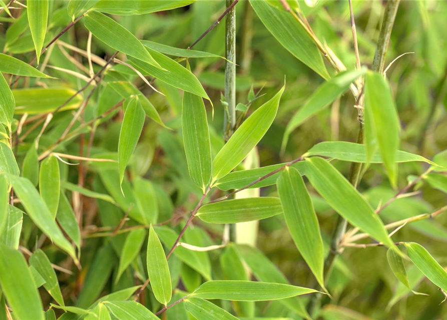 Fargesia murielae 'African Bamboo`