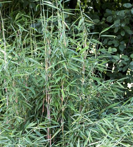 Fargesia murielae 'African Bamboo`