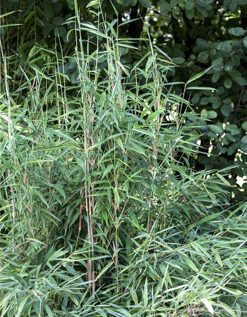 Fargesia murielae 'African Bamboo`