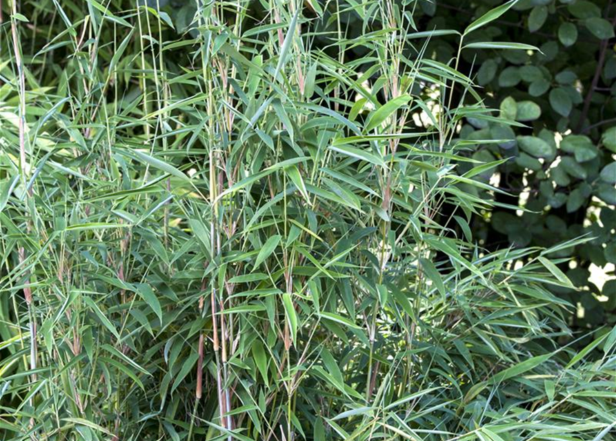 Fargesia murielae 'African Bamboo`