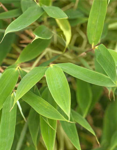 Fargesia murielae 'African Bamboo`