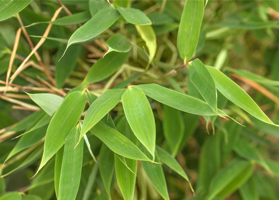 Fargesia murielae 'African Bamboo`