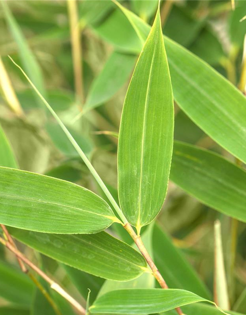 Fargesia murielae 'African Bamboo`