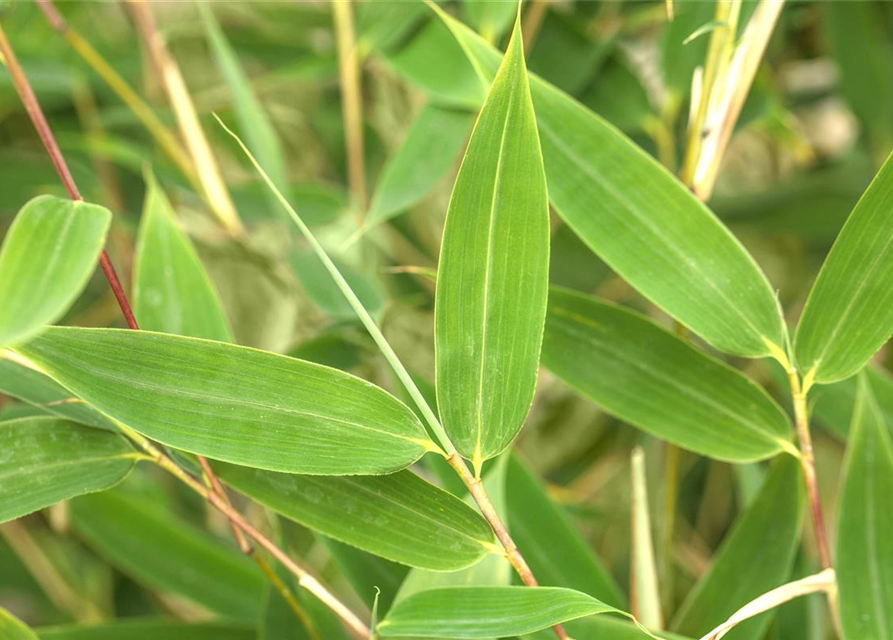 Fargesia murielae 'African Bamboo`