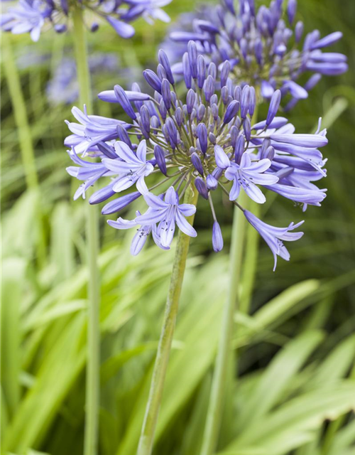 Schmucklilie, Liebesblume